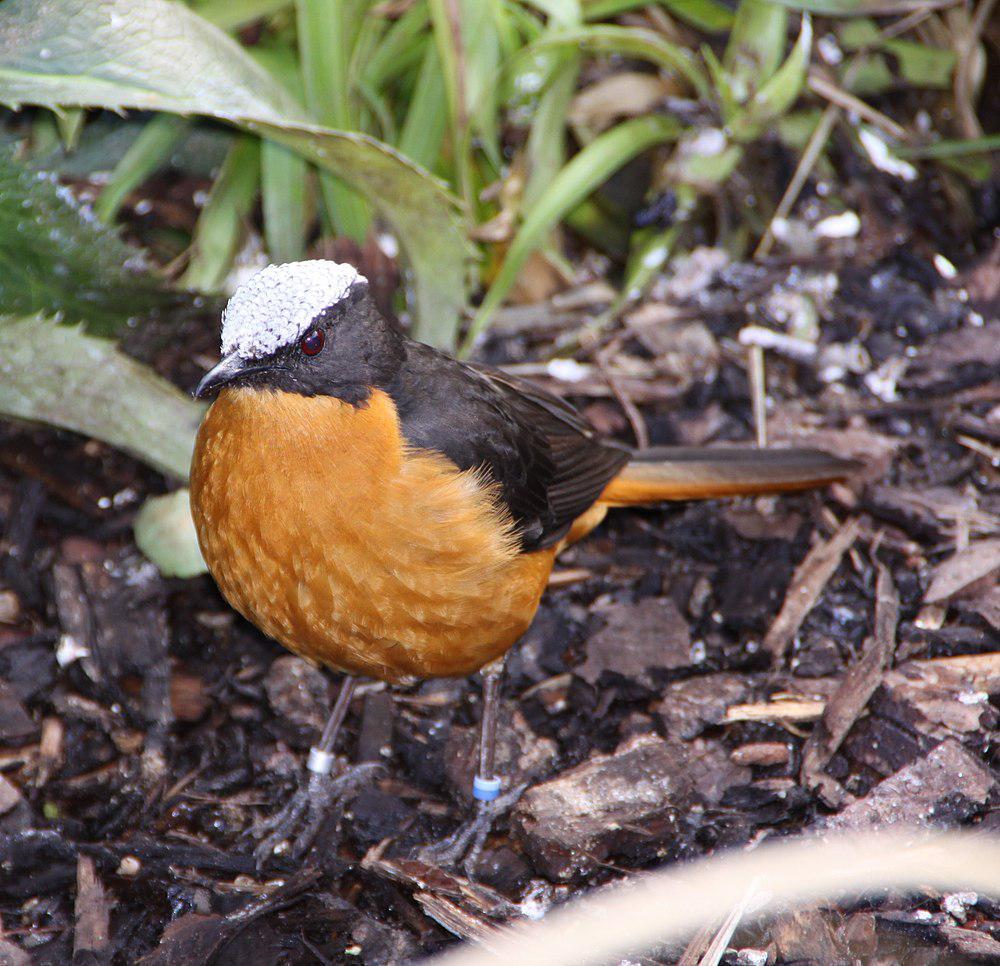 白顶歌䳭 / White-crowned Robin-Chat / Cossypha albicapillus
