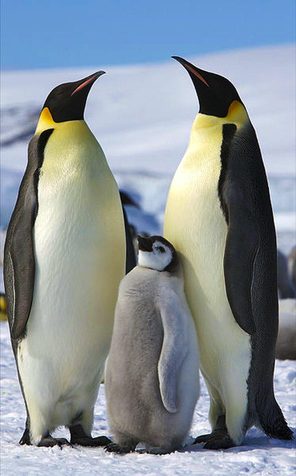 帝企鹅 / Emperor Penguin / Aptenodytes forsteri