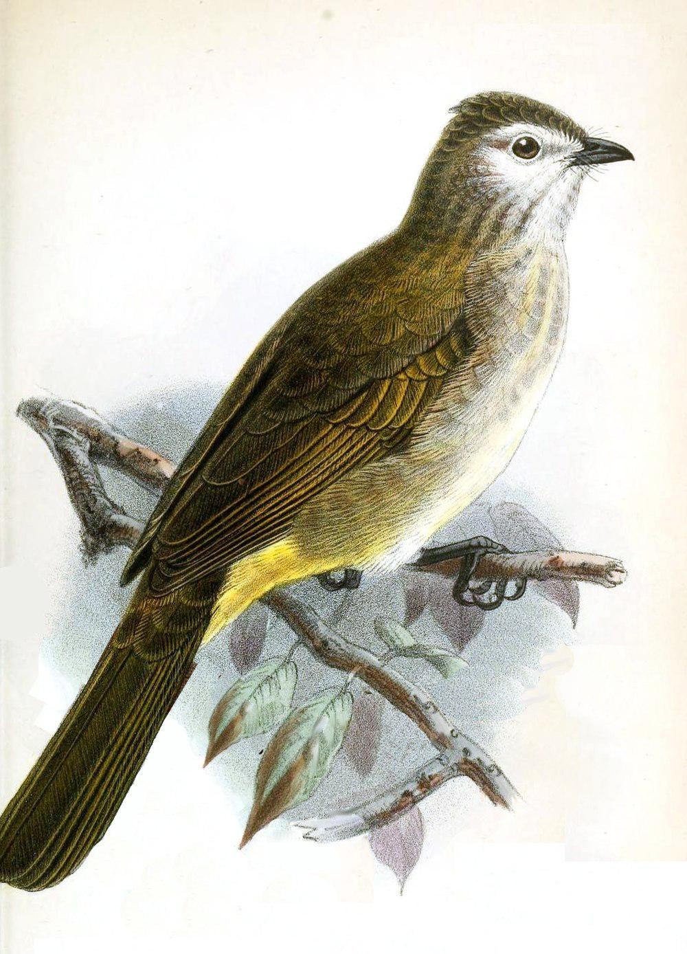 淡脸鹎 / Pale-faced Bulbul / Pycnonotus leucops