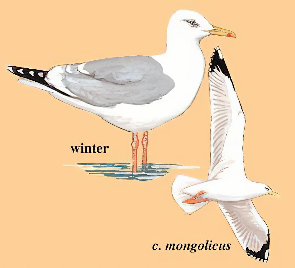 黄腿鸥 / Yellow-legged Gull / Larus michahellis