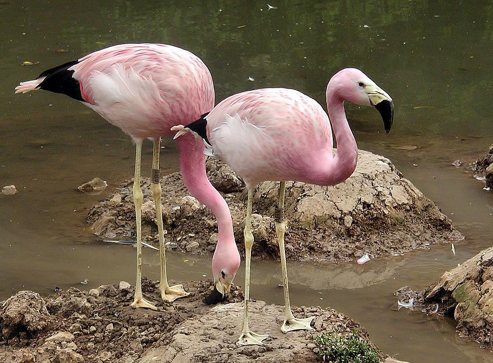 安第斯红鹳 / Andean Flamingo / Phoenicoparrus andinus