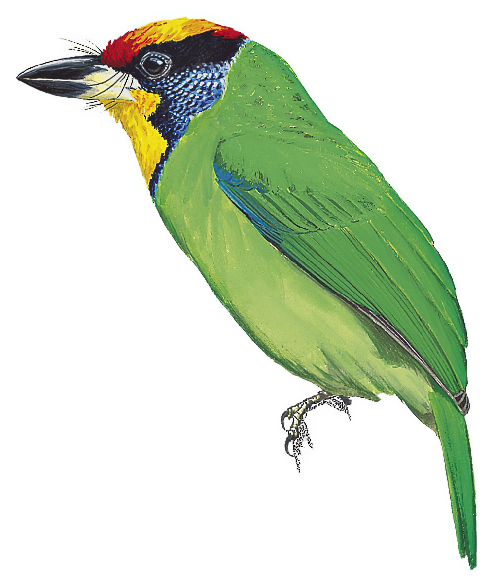 环喉拟啄木鸟 / Necklaced Barbet / Psilopogon auricularis