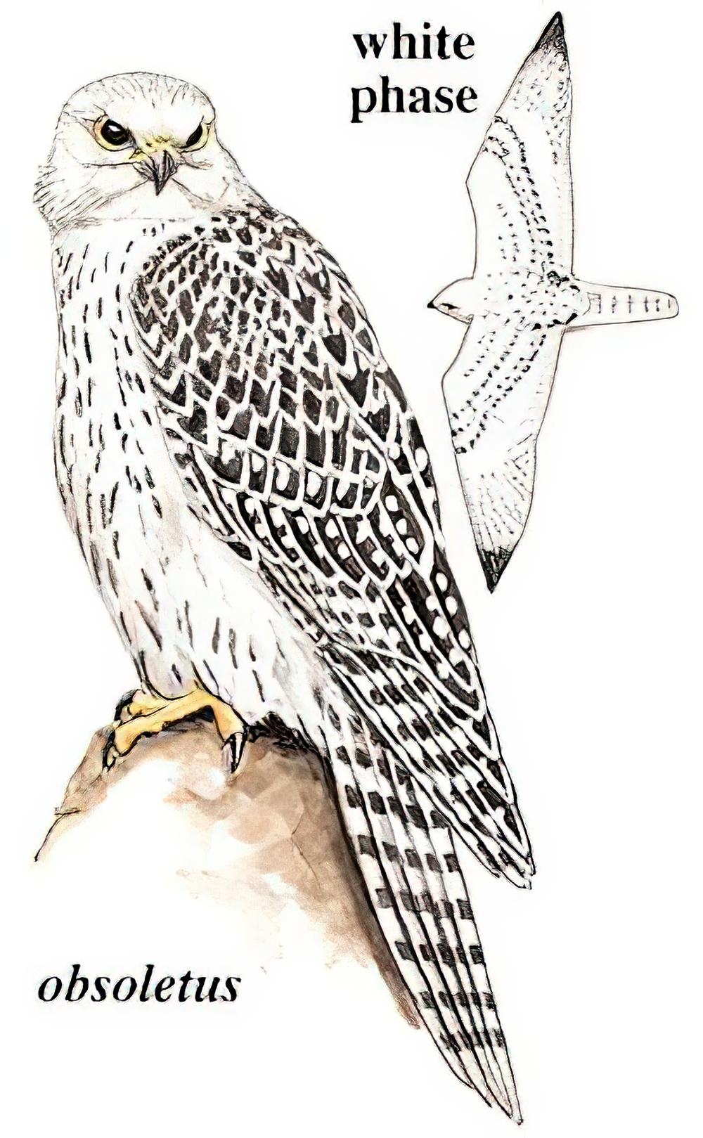 矛隼 / Gyrfalcon / Falco rusticolus