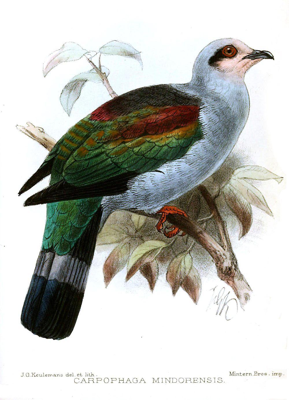 红喉皇鸠 / Mindoro Imperial Pigeon / Ducula mindorensis