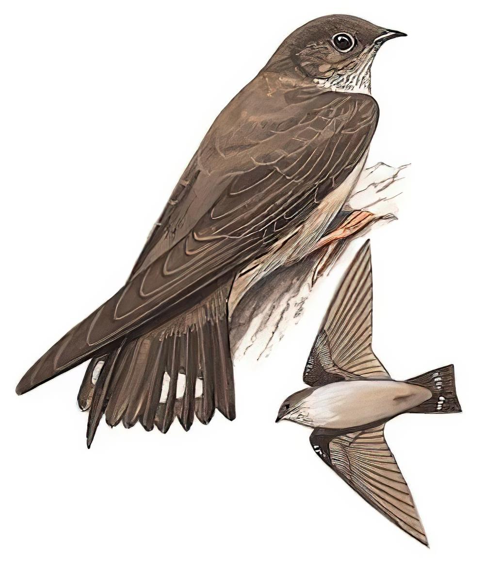 岩燕 / Eurasian Crag Martin / Ptyonoprogne rupestris